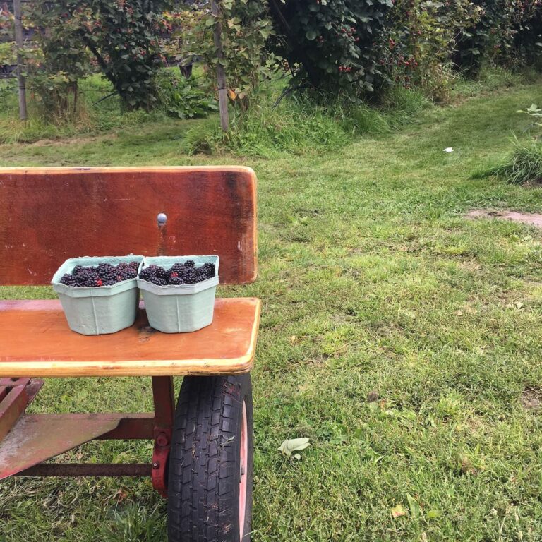 20170826 • Struikrover • 1319 • Bakjes Braam Skelter