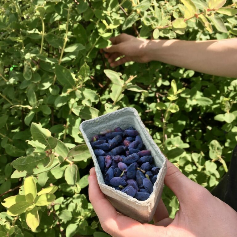 20200531 • Struikrover • 1438 • Bakje Junibes Plukken