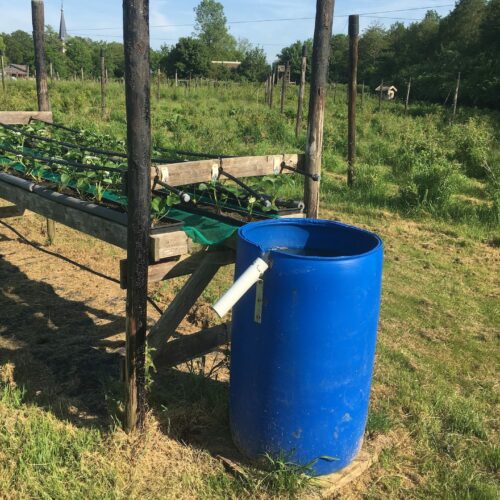 20210610 • Struikrover • 1752 • Water Ton