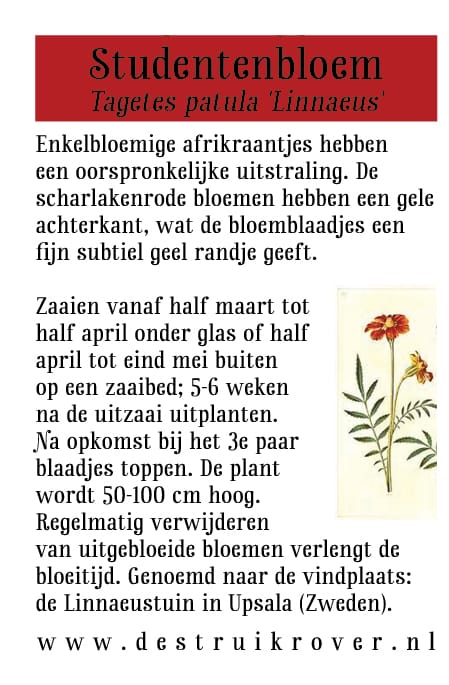 Afrikaantje, Enkelbloemig (Tagetes patula Linnaeus) • Struikrover • Zaden • Beschrijving