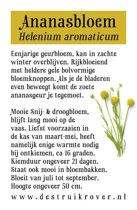 Ananasbloem (Helenium aromaticum) • Struikrover • Zaden • Beschrijving