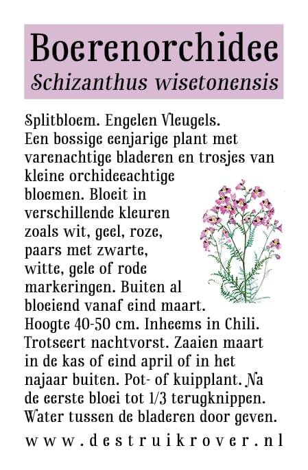 Boerenorchidee (Schizanthus wisetonensis) • Struikrover • Zaden • Beschrijving