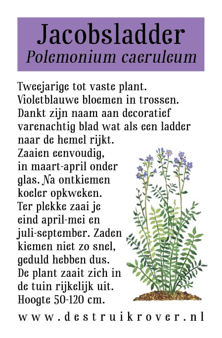 Jakobsladder (Polemonium caeruleum) • Struikrover • Zaden • Beschrijving