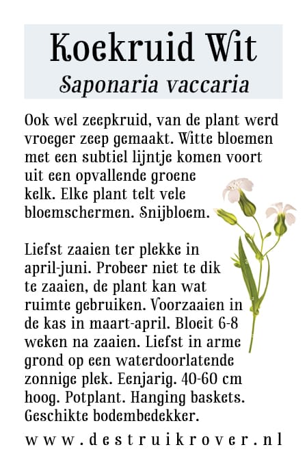 Koekruid (Saponaria vaccaria) Zeepkruid Wit • Struikrover • Zaden • Beschrijving