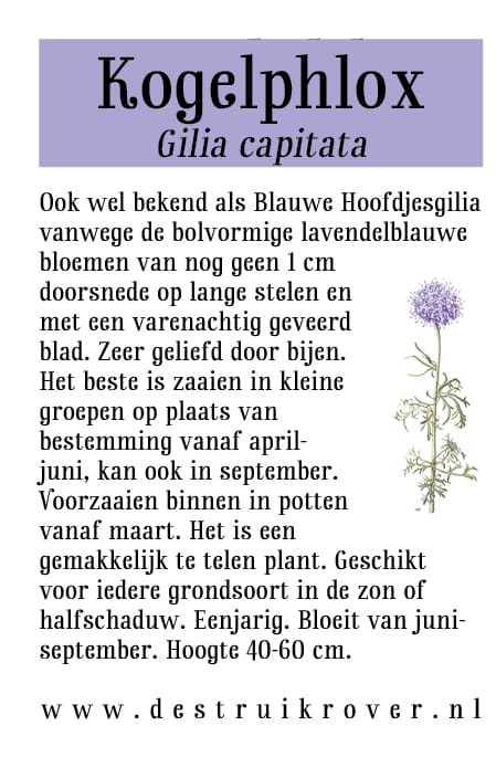 Kogelphlox (Gilia capitata) • Struikrover • Zaden • Beschrijving