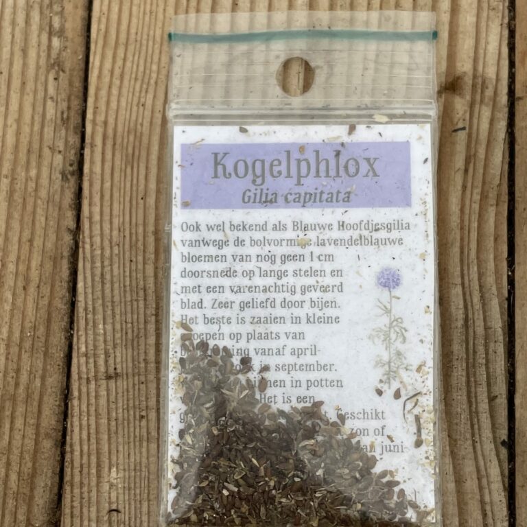 Kogelphlox (Gilia capitata)