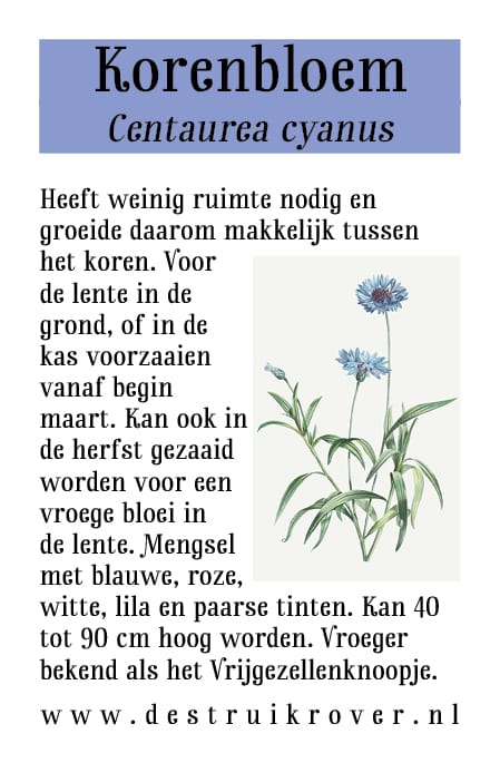 Korenbloem (Centaurea cyanus) • Struikrover • Zaden • Beschrijving