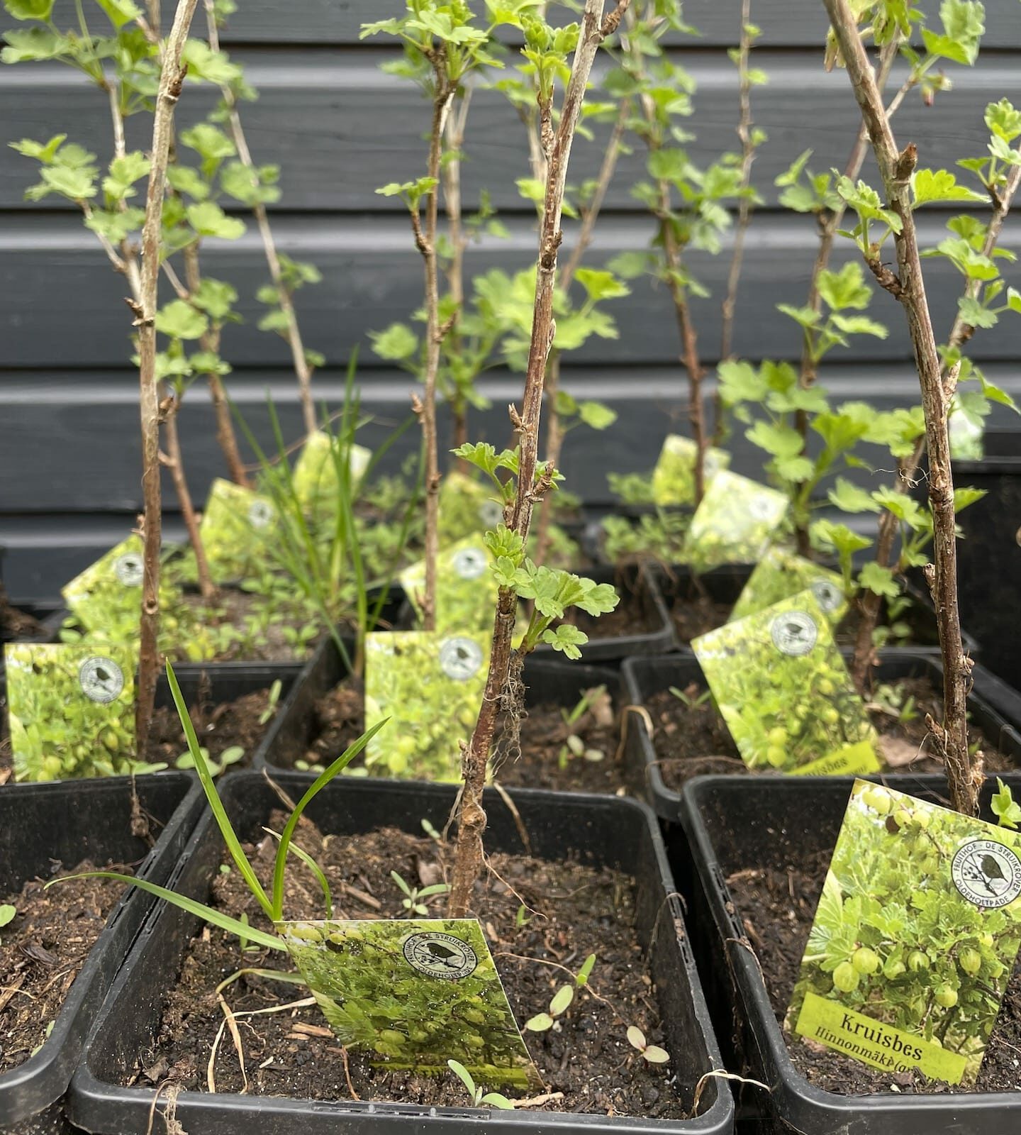 Kruisbes Groen