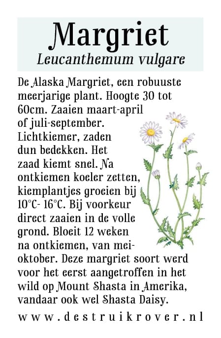 Margriet (Leucanthemum vulgare) • Struikrover • Zaden • Beschrijving