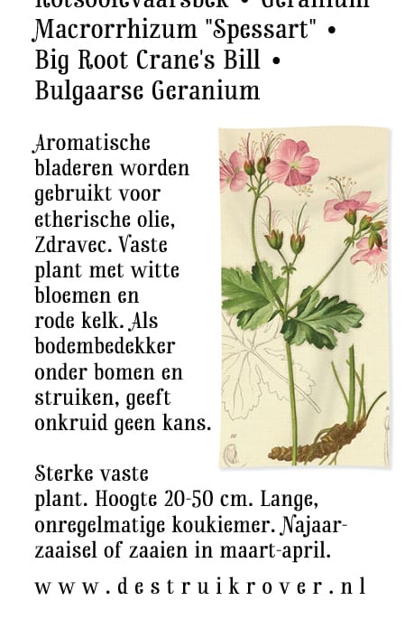 Rotsooievaarsbek (Geranium macrorrhizum) • Struikrover • Zaden • Beschrijving