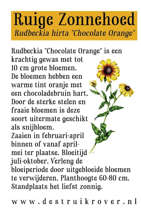 Rudbeckia, Ruige (Rudbeckia hirta) Chocolate Orange • Struikrover • Zaden • Beschrijving