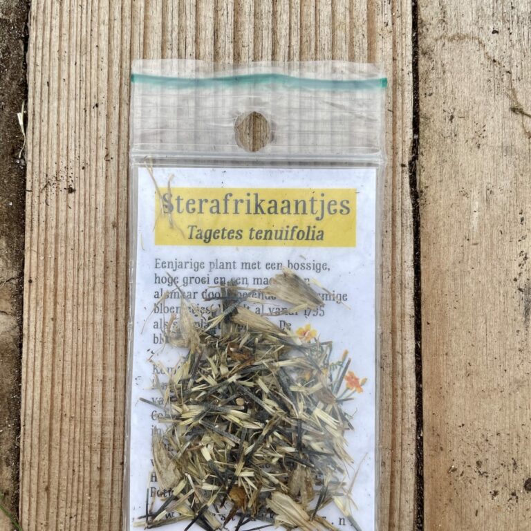 Sterafrikaantjes (Tagetes tenuifolia)