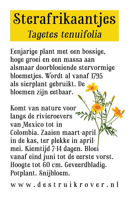 Sterafrikaantjes (Tagetes tenuifolia) • Struikrover • Zaden • Beschrijving