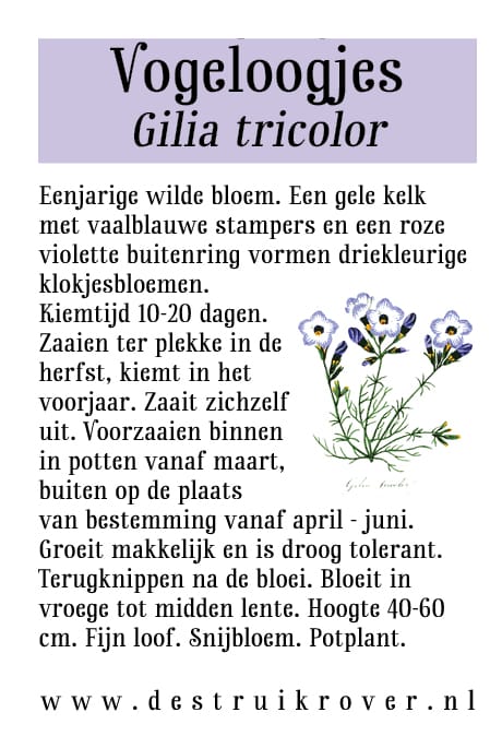 Vogeloogjes (Gilia tricolore) • Struikrover • Zaden • Beschrijving