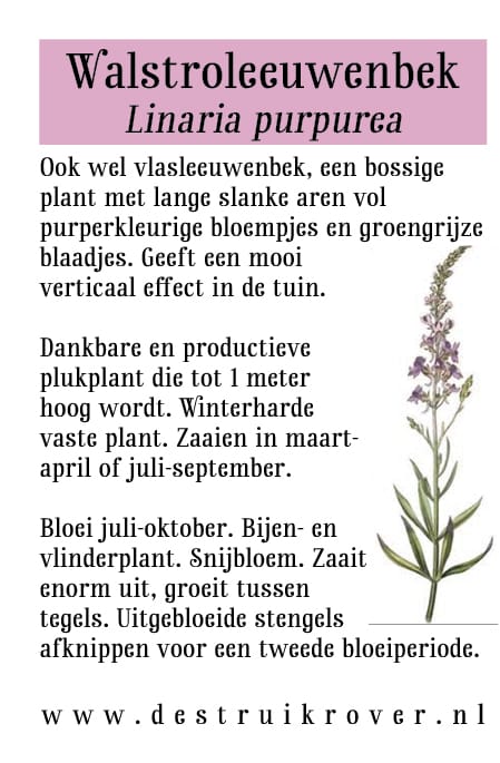 Walstroleeuwenbek (Linaria purpurea) • Struikrover • Zaden • Beschrijving